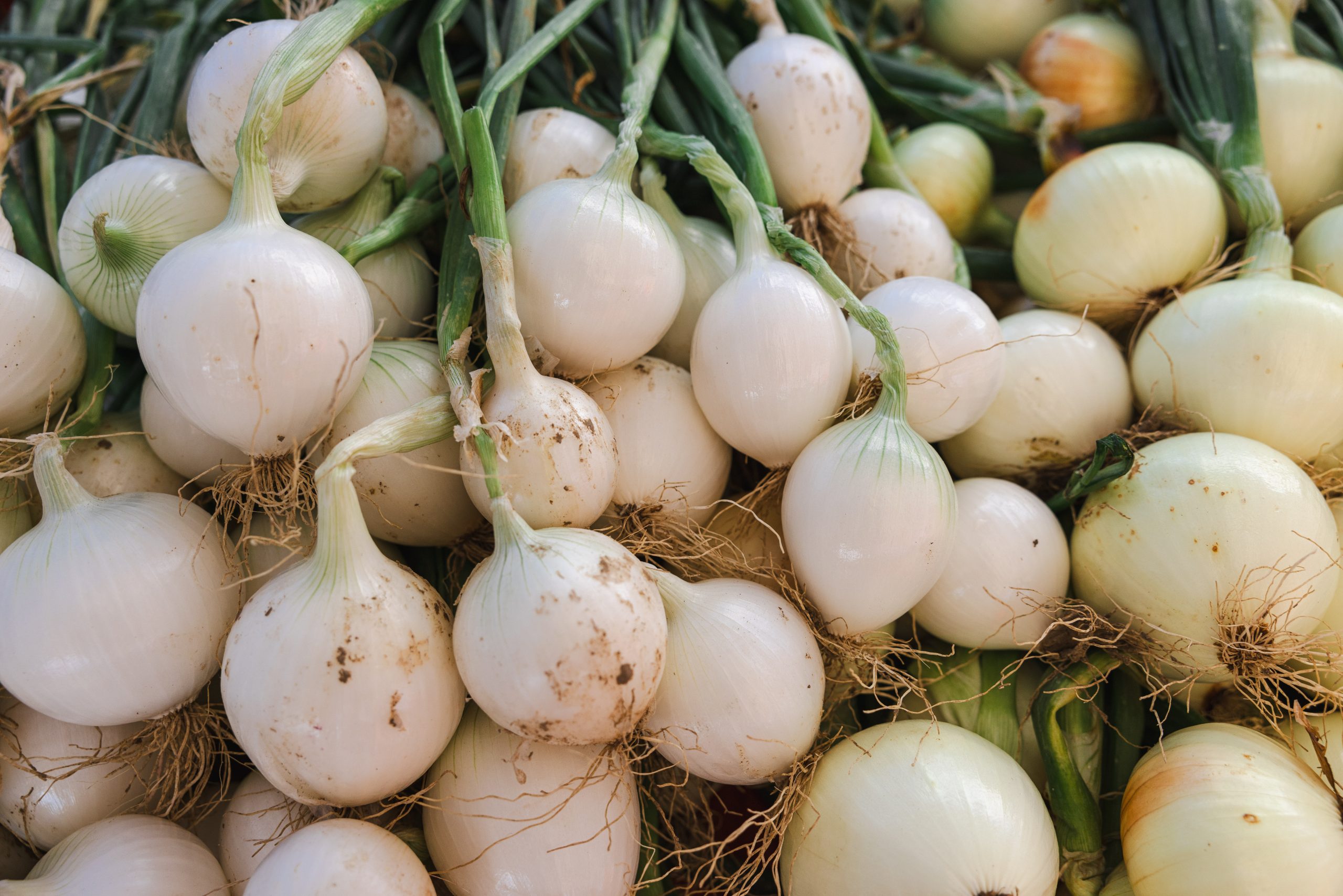 Boulder Market Meals: Meet the green alliums brightening spring cooking